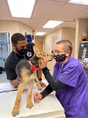 Dr. Owens and Logan conducting a wellness exam for this cute pup.