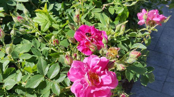 Alittle picture of the flower garden with a few bees on them