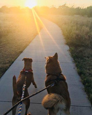 Catching the sunset together #dogfriendly