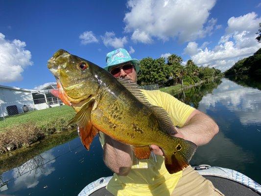 Beautiful hard fighting peacock with captain Robert Miley in South Florida