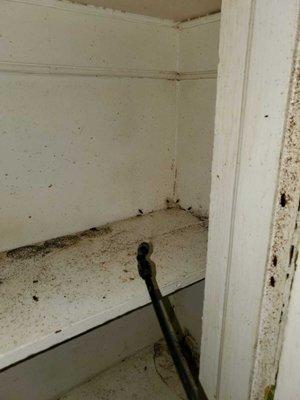 Bedbug Extermination Services in Philadelphia, PA