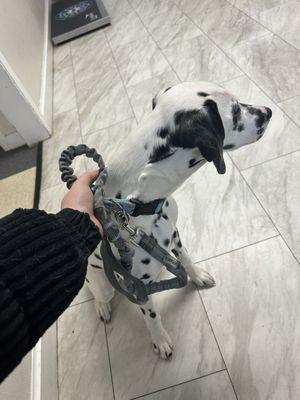 Dalmatian pre spay