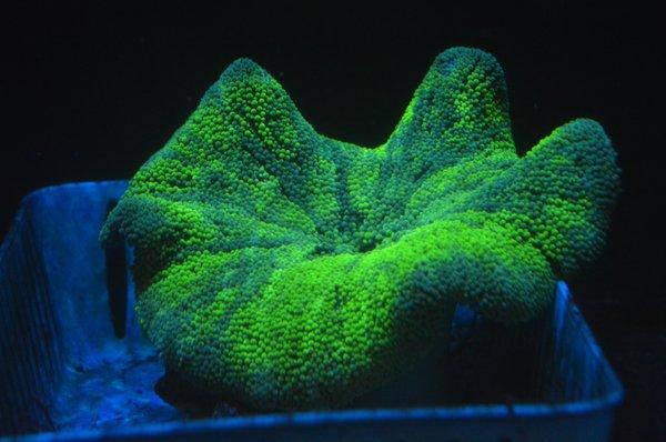 Green Carpet Anemone