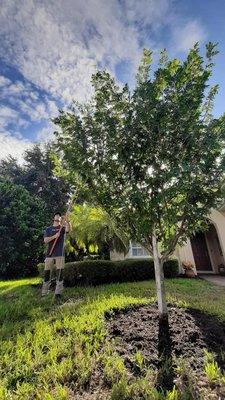 Structural pruning is our stronghold, & absolute favorite Arboricultural practice.