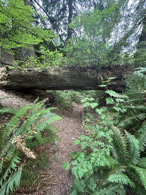 Trail behind campsite.