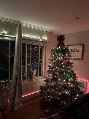 6.5 foot tree in regular apartment