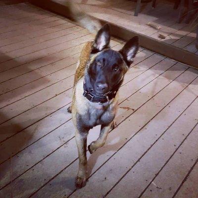 My Belgian Malinois, Oakley