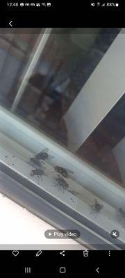 Fly Infestation in building