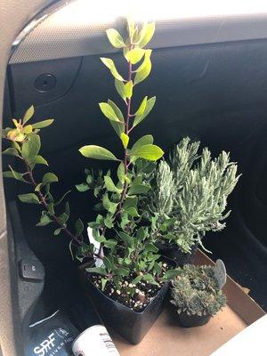 Little PNW stowaways: lavender, succulent, and a beautiful more rare evergreen for my garden