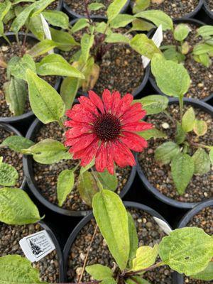 Coneflower @ Plant Oregon.