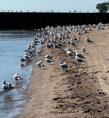 A flock of seagulls  June 2022