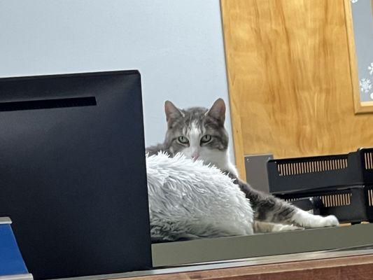 The office cat working on a spreadsheet, no doubt