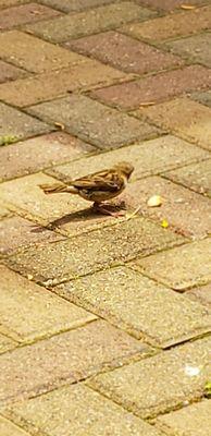 Bird eating my flat bread crust, it looked hungry