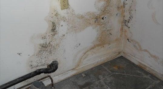 We remediate mold