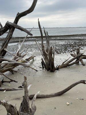 Driftwood courtesy of HURRICANE IAN 2022 on Shell Island