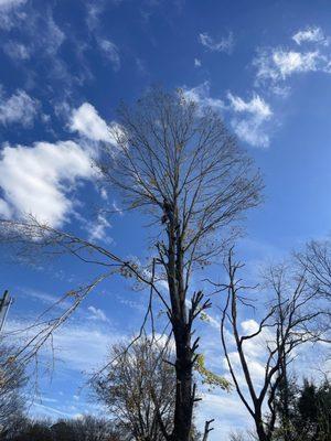 Skaggs Tree Cutting and Trimming