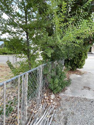 Previous Fence and Tree. The tree had incorporated the fence into its growth. Old pieces of wood were randomly placed or discarded.