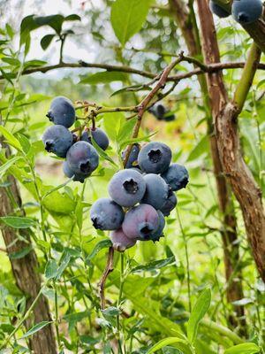 Gieringers Family Orchard & Berry Farm