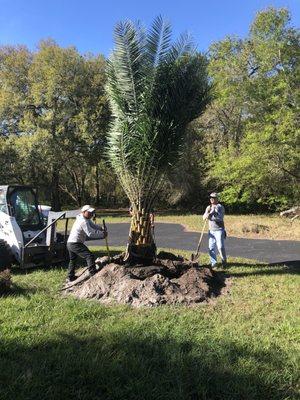 Photo of how high tree was planted