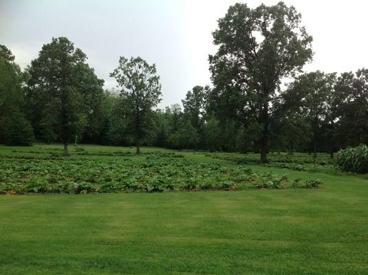 Rhubarb fields