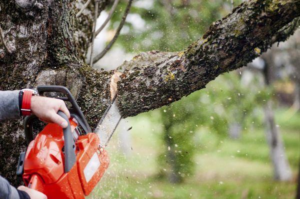 Tired of that annoying branch or limb? Call us!