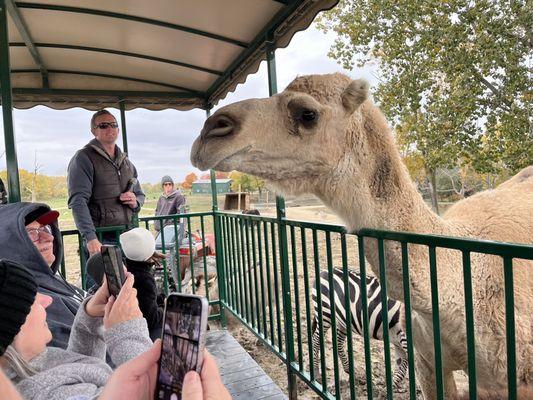 Camel wanting some food