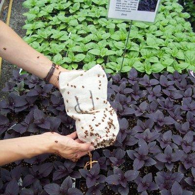 We're a no-spray greenhouse. Ladybugs patrol our plants for pests.