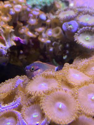 Tailspot blenny bought at Oceans