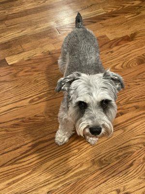 Charley-Belle the mini-schnauzer- 7yrs old