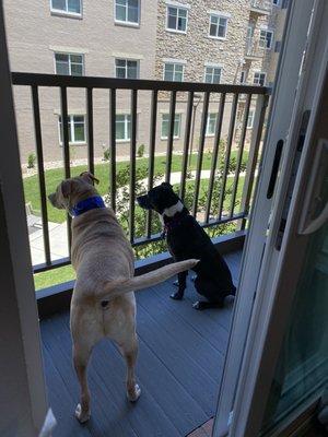 Duke and Daisy waiting on their Pet Pantry order