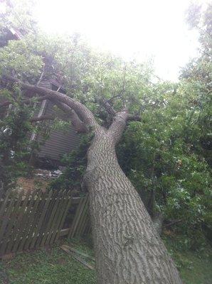 When Mother Nature Strikes, Call American Eagle Tree Service