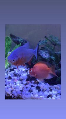 My new Pacu and Parrot Cichlid!