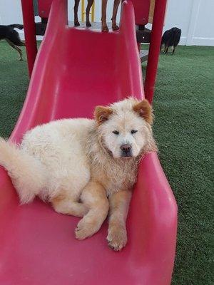 Tater Swift loves taking naps on the slide.