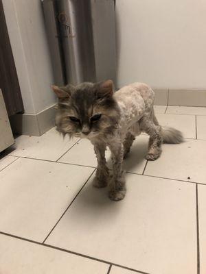 Hazel needed to be shaved as she was too old to groom herself. She was a spicy patient and they took good care of her.