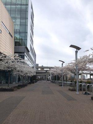 White Blossom Trees