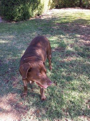 Mattie Choc Lab