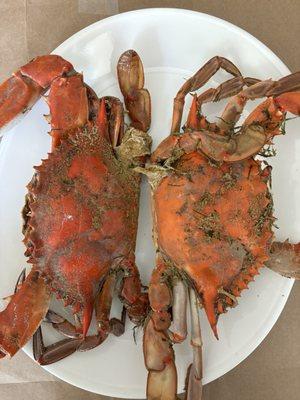 Ernie's jumbo crabs hang over the dinner plate. Very delicious Chesapeake crabs.