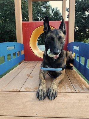 Sitting pretty in the 'Canine Castle'