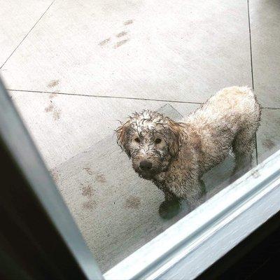 Rain and Goldendoodles just don't mix!  Jake gets a bath about every other day.  Bring on summer please!