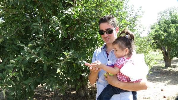 Letting my daughter pick an apple