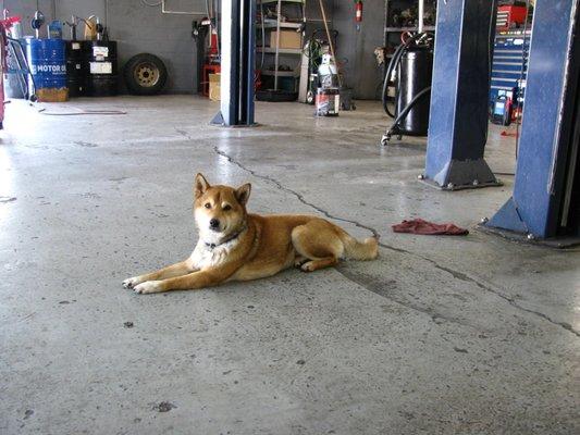 Shop Dog