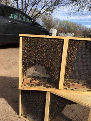 Just picked up my bees!