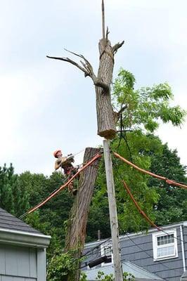 Crane assisted hazard tree removal / live power lines, Marblehead, MA