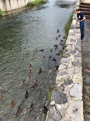 Feeding ducks at park.