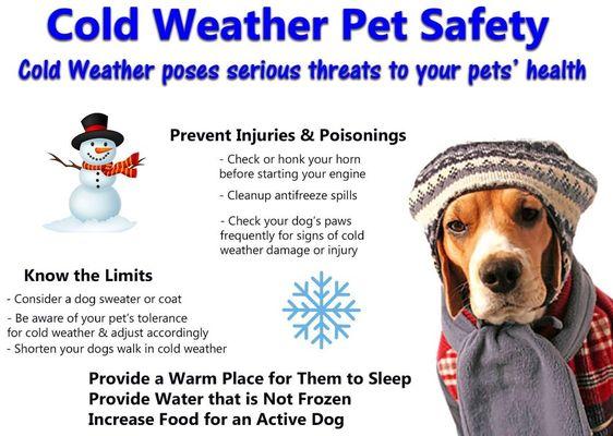 Cold weather tips from Amarillo Veterinary Clinic. Make sure you are protecting your furnabies! #AmarilloVetClinic #amarillovet