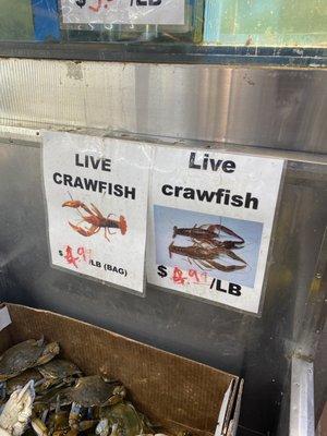 Crawfish $2.99lb on 4.29.24