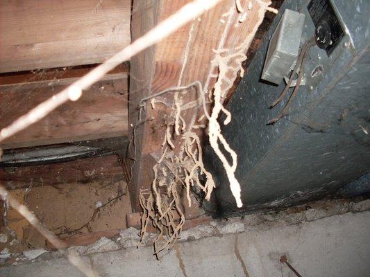 Severe Termite Activity