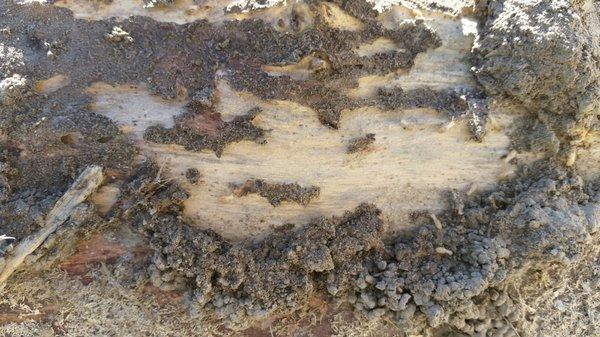 #Termites, nasty little buggers if left to themselves!