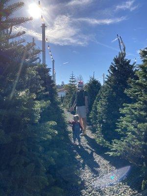 You can see the trees from all angles with a large walkway between rows