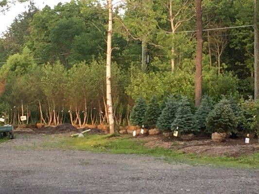 Some of our B&B landscape trees.